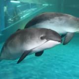 ネズミイルカと出会える「おたる水族館」