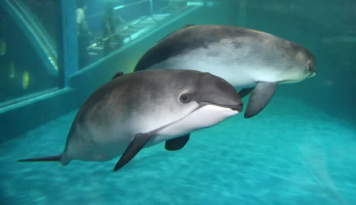 ネズミイルカと出会える「おたる水族館」