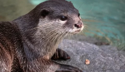 コツメカワウソの「福岡市動物園」